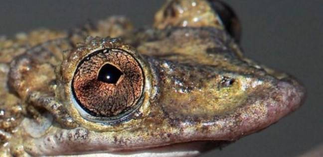 اكتشاف نوع من الضفادع تمتلك سم أقوى من الأفاعي 13 كوريثومانتيس غرينينغ