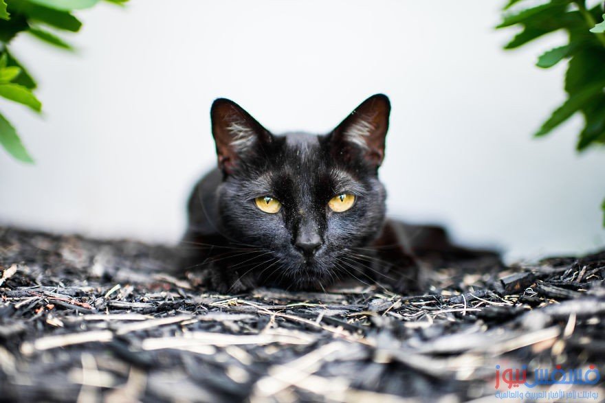 الوش التاني للقطط