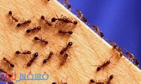 وصفة سحرية تمنع النمل من دخول منزلك لأطول فترة ممكنة 12 القضاء على نمل المنزل