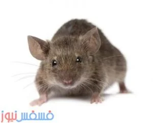 طرق التخلص من الفئران