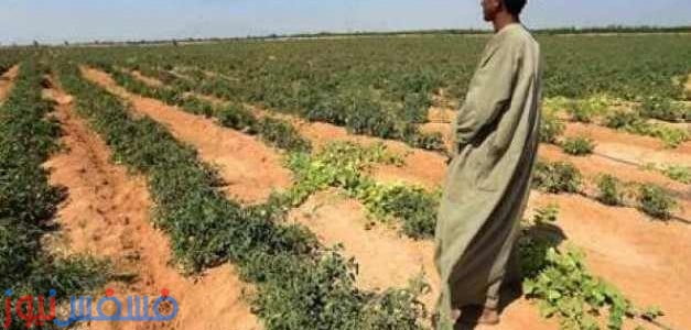 الأوراق والشروط المطلوبة للتقدم في مشروع المليون ونصف فدان 2016 1 الأوراق والشروط المطلوبة للتقدم في مشروع المليون ونصف فدان 2016