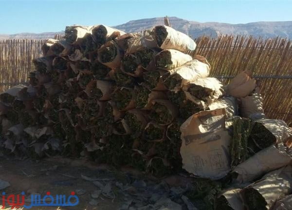 إحباط محاولة تهريب أطنان من البانجو " جنوب رأس محمد " 12 إحباط محاولة تهريب أطنان من البانجو " جنوب رأس محمد " 1