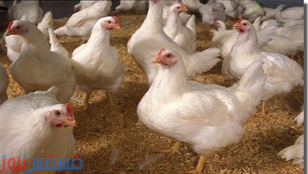 أعراض أصابة جميع الفراخ بمرض السرطان الخطير 24 أصابة جميع الفراخ بمرض السرطان