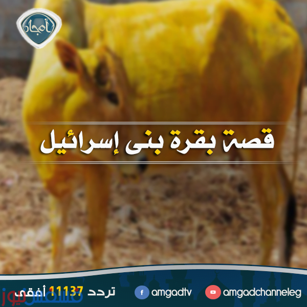 سلسلة قصص القرآن الكريم ” قصة بقرة بني إسرائيل “