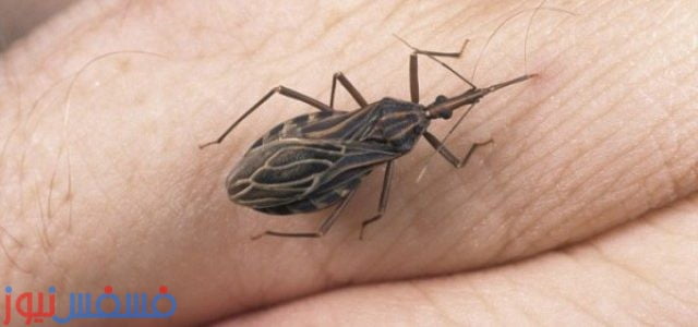 تنبيه هام .. إذا رأيتم هذه الحشرة أتصلوا بالإسعاف فوراً لأنها من أخطر الحشرات القاتلة بالعالم 23 أخطر الحشرات القاتلة بالعالم