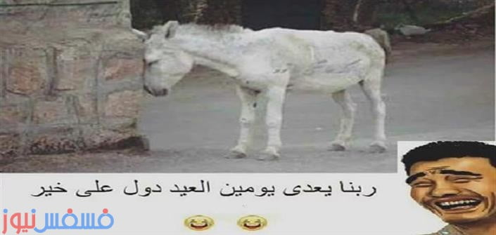 قفشات عيد الأضحى تعليقات مصورة عن عيد الأضحى