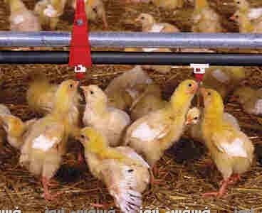 محاولات لانخفاض اسعار الدواجن وضبط اسعار السوق