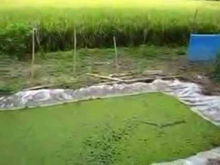 فدان الازولا ينتج طن يوميآً والطن ٢٠٠٠ جنيه