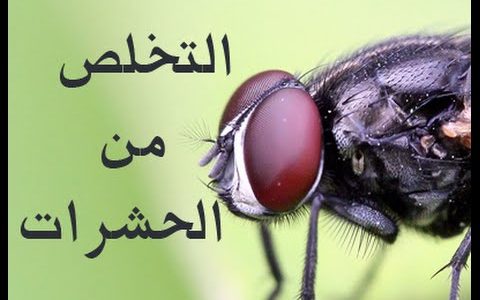 طرق التخلص من الحشرات المنزلية بكل سهولة