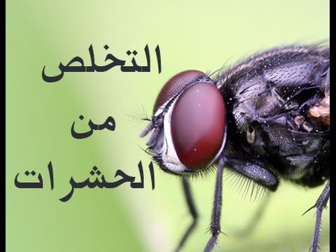 نظافة المنزل