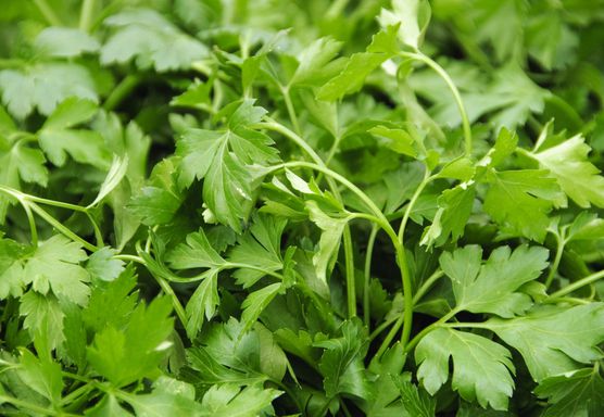 نبات البقدونس نبات البقدونس