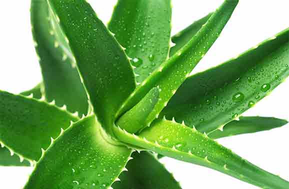 نبات الصبار نبات الصبار