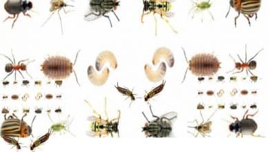 طريقة مكافحة جميع انواع الحشرات بطرقة طبيعية وبسهولة 11 مكافحة جميع انواع الحشرات