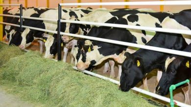 طريقة التسجيل في دعم ريف للمواشي