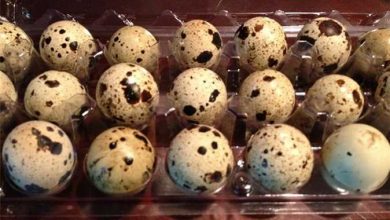 فوائد بيض السمان