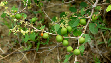 فوائد ورق السدر 20 فوائد ورق السدر