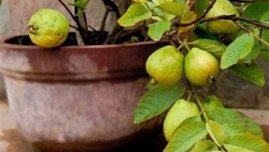 فوائد ورق الجوافة 24 فوائد ورق الجوافة