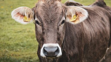 الحمى القلاعية هل تصيب الإنسان أم الحيوان؟