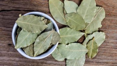 فوائد ورق الغار للشعر 21 فوائد ورق الغار للشعر